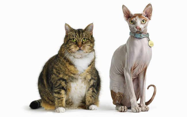 Обои картинки фото толстый, тонкий, животные, коты
