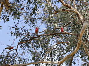 обоя животные, попугаи, galahs, какаду, дерево