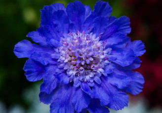 обоя цветы, скабиоза, синий, лепестки
