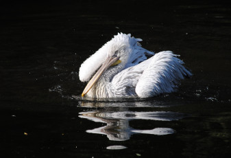 Картинка животные пеликаны вода брызги
