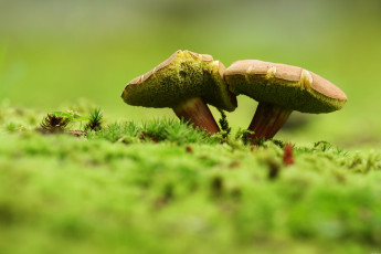Картинка природа грибы мох макро