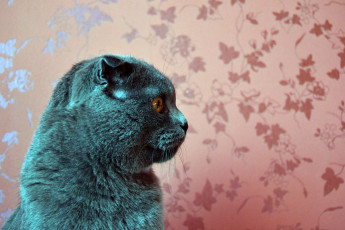 Картинка животные коты вислоухий