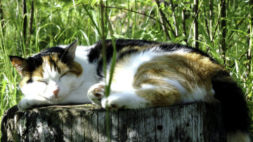 Картинка животные коты сон кошка пень