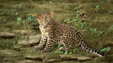 Картинка животные леопарды котёнок