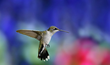 Картинка животные колибри полёт
