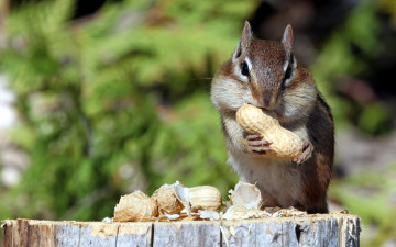 Картинка животные бурундуки орехи арахис