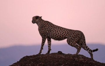 Картинка животные гепарды хищник закат