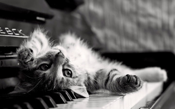 Картинка животные коты котёнок пианино клавиши