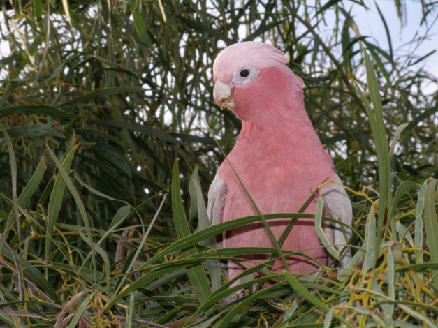 Обои картинки фото животные, попугаи, galah, какаду