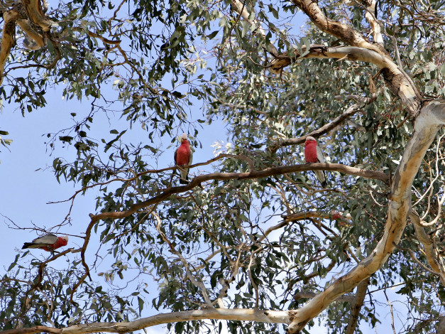 Обои картинки фото животные, попугаи, galahs, какаду, дерево