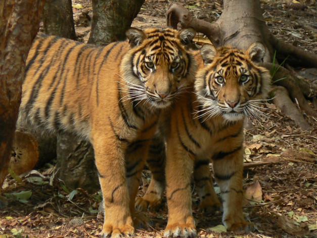 Обои картинки фото животные, тигры, хищники