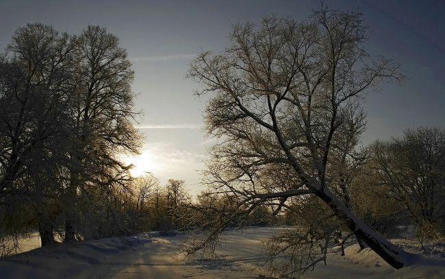 Обои картинки фото природа, зима, дерево