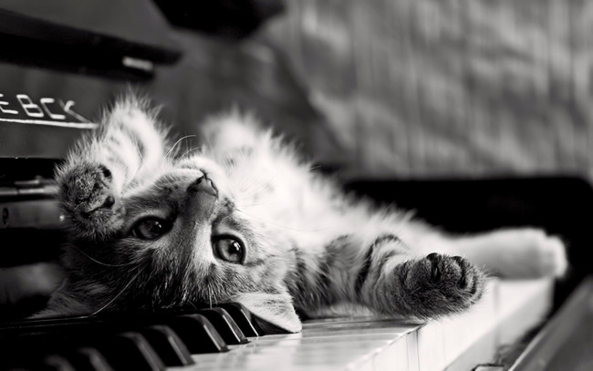 Обои картинки фото животные, коты, котёнок, пианино, клавиши