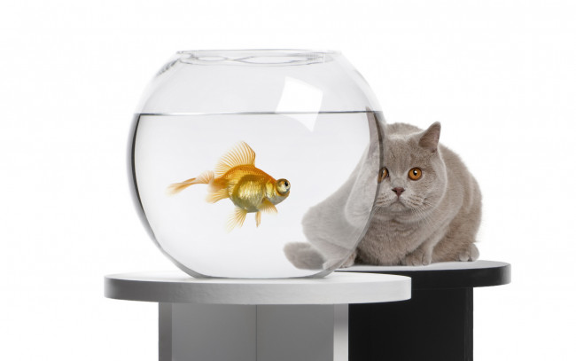 Обои картинки фото животные, разные, вместе, рыбка, аквариум, британец