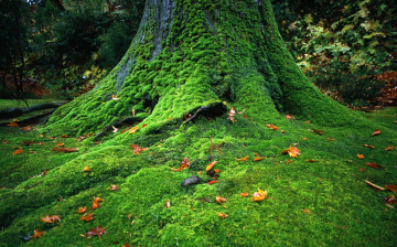 Картинка природа деревья листья дерево мох