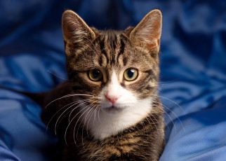 Картинка животные коты взгляд глаза котейка