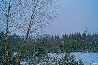 Картинка природа зима снегопад снег деревья елки