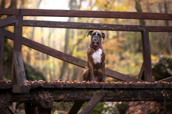 Картинка животные собаки собака мост друг