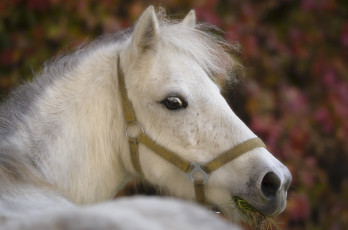 Картинка животные лошади морда шетландский пони лошадка