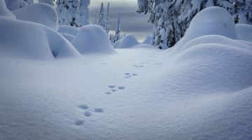 Картинка природа зима холод следы снег