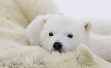 Картинка животные медведи медвежонок белый полярный