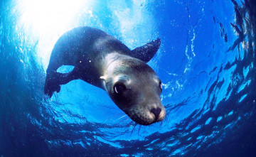 Картинка животные тюлени +морские+львы +морские+котики свет вода морской котик