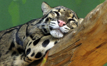 Картинка животные дымчатые+леопарды хищник зверь ветка сон отдых