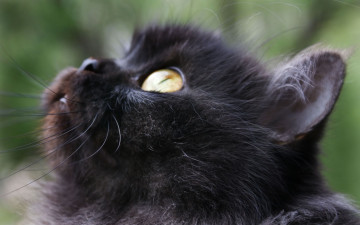 Картинка животные коты голова черный кот