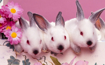 обоя животные, кролики,  зайцы, роспись, цветы