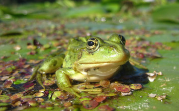 Картинка животные лягушки зеленая лягушка болото