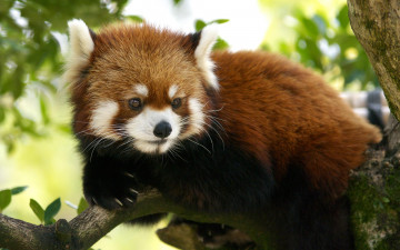 Картинка животные панды красная ветка дерево малая панда