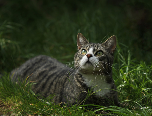 Обои картинки фото животные, коты, зеленоглазая, взгляд, трава, кошка