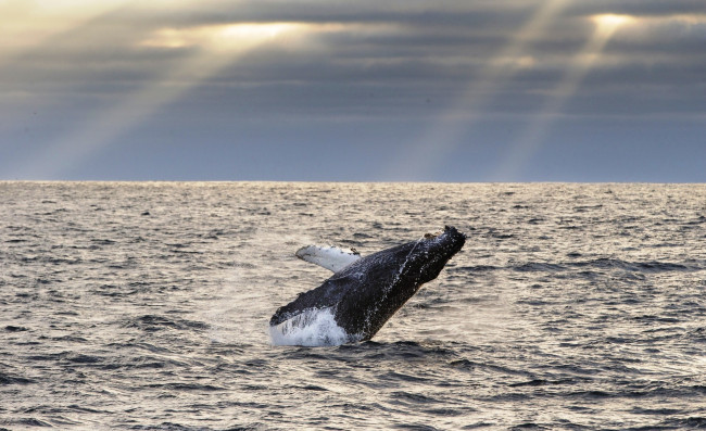 Обои картинки фото животные, киты,  кашалоты, тучи, лучи, море, прыжок, горбатый, кит