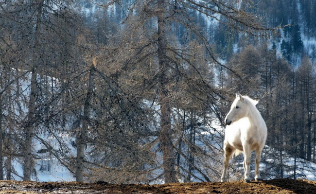 Обои картинки фото животные, лошади, снег, горы, деревья, белый, конь, лошадь