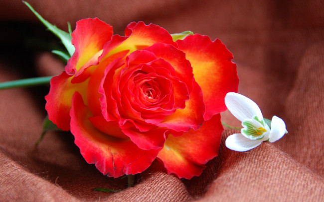 Обои картинки фото цветы, разные вместе, роза, белоцветник