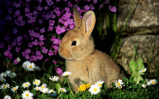 Обои картинки фото животные, кролики,  зайцы, камни, трава, кролик, цветы