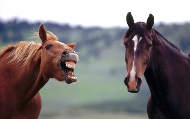 Обои картинки фото животные, лошади, ржание