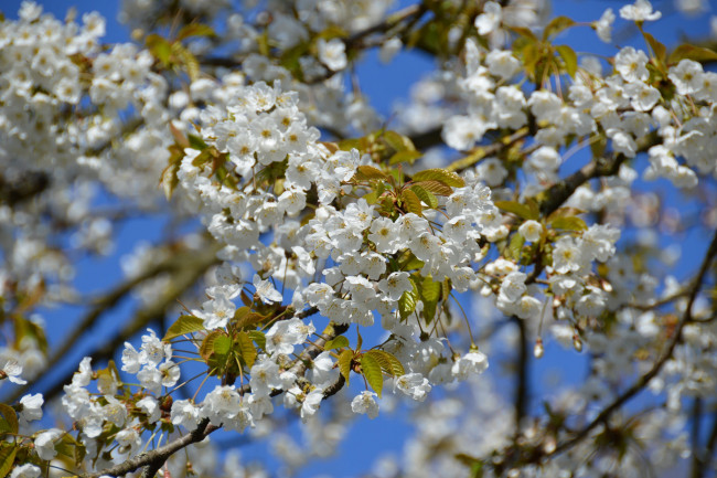 Обои картинки фото цветы, сакура,  вишня, вишня, дерево, ветки, весна