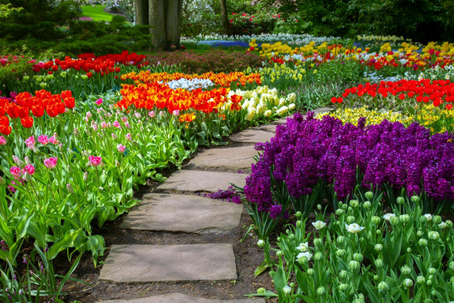 Обои картинки фото цветы, разные вместе, тюльпаны, гиацинты, клумбы