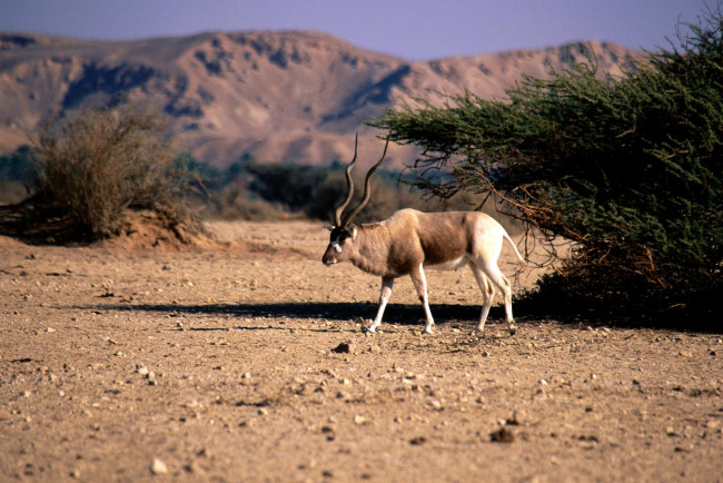 Обои картинки фото животные, антилопы, горы, кусты, саванна, рога, антилопа