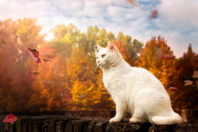 Обои картинки фото животные, коты, кошка, осень, белый, кот, листья