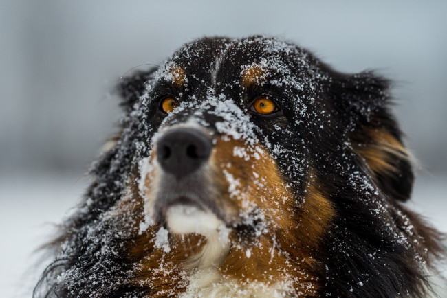 Обои картинки фото животные, собаки, шерсть, нос, фокус, снег, собака, глаза, зима