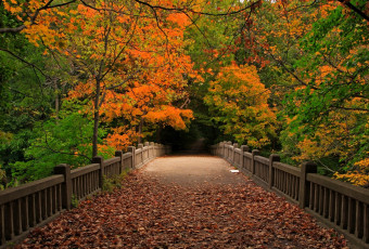 Картинка природа дороги листопад осень