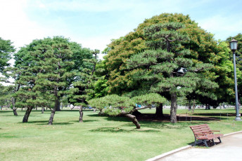 Картинка природа парк деревья