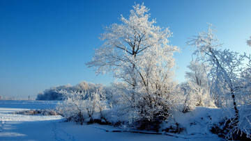Картинка природа зима иней снег