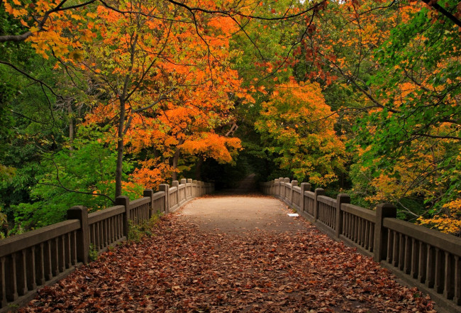 Обои картинки фото природа, дороги, листопад, осень