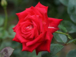 Картинка цветы розы крупный план роза лепестки красная алая