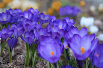 Картинка цветы крокусы синий весна