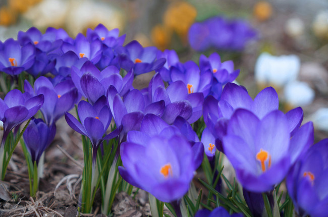 Обои картинки фото цветы, крокусы, синий, весна