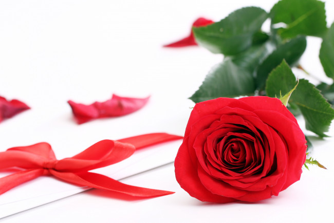 Обои картинки фото цветы, розы, роза, красный, лента, конверт